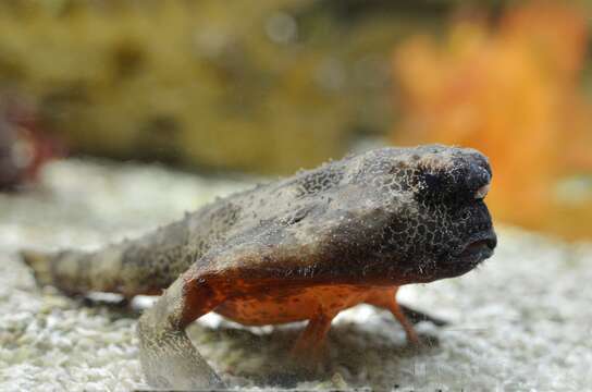 Image of Redbellied batfish