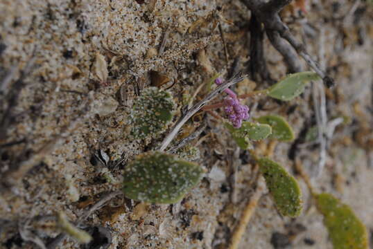 Image of pink sand verbena