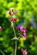 صورة Silene dioica (L.) Clairv.