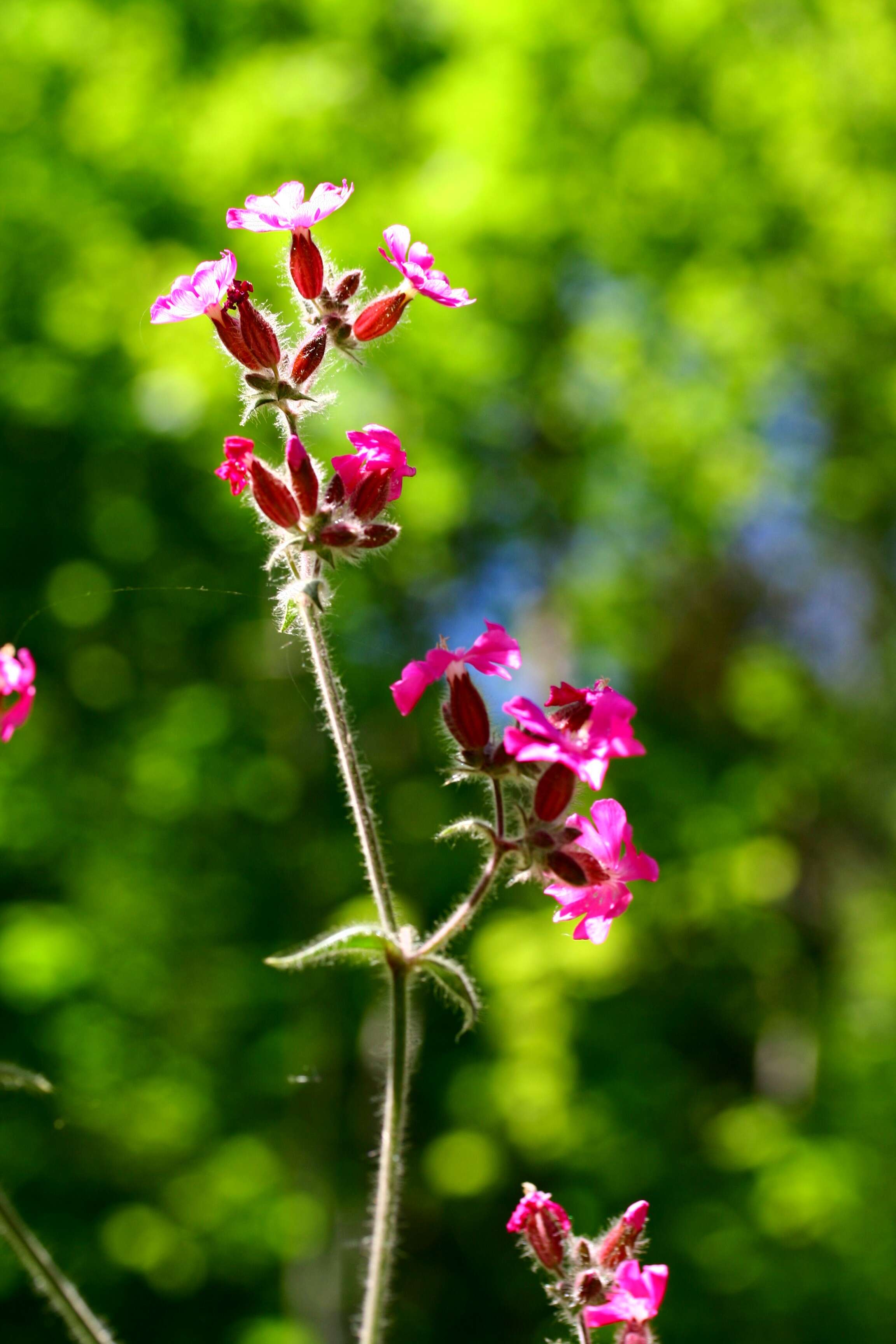 صورة Silene dioica (L.) Clairv.