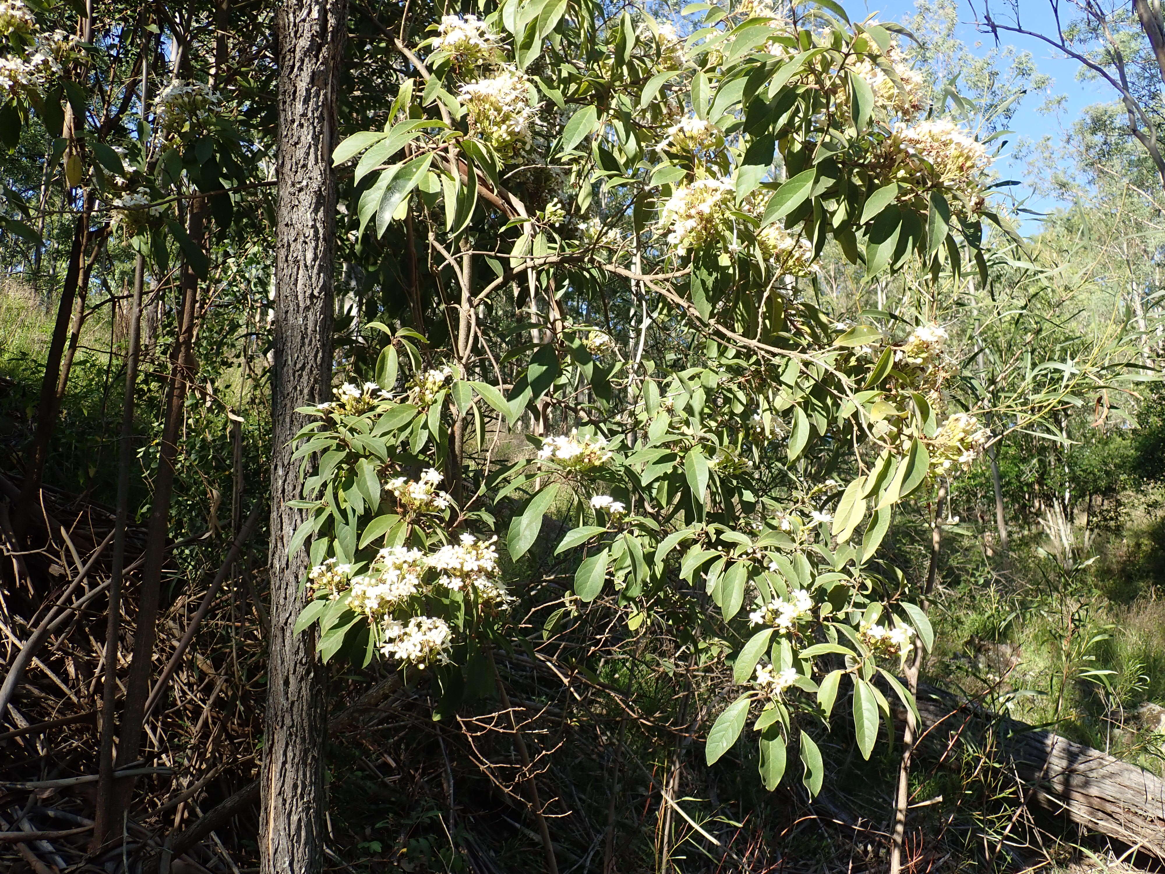 Image of Clerodendrum tomentosum (Vent.) R. Br.