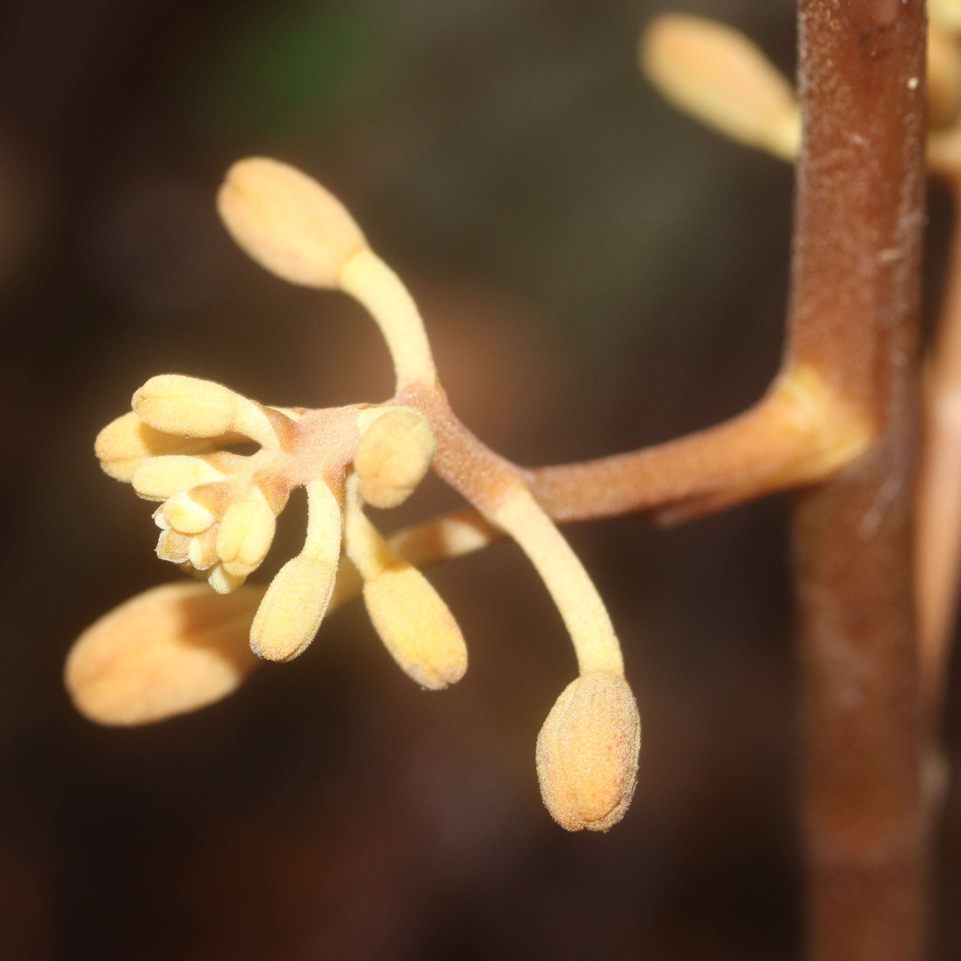 Image of Cyrtosia septentrionalis (Rchb. fil.) Garay