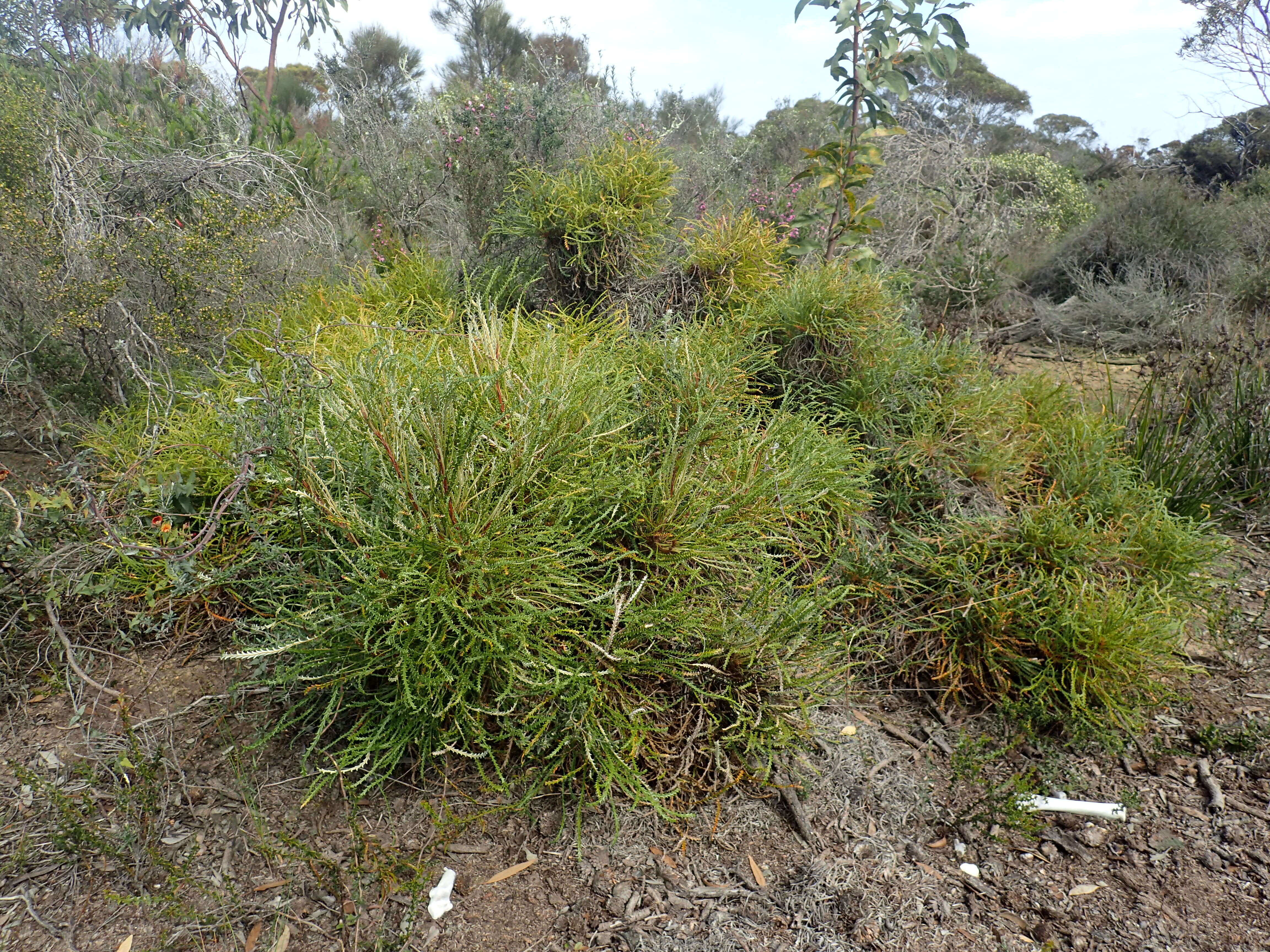 Image de Banksia tenuis A. R. Mast & K. R. Thiele