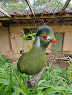 Image of White-cheeked Turaco