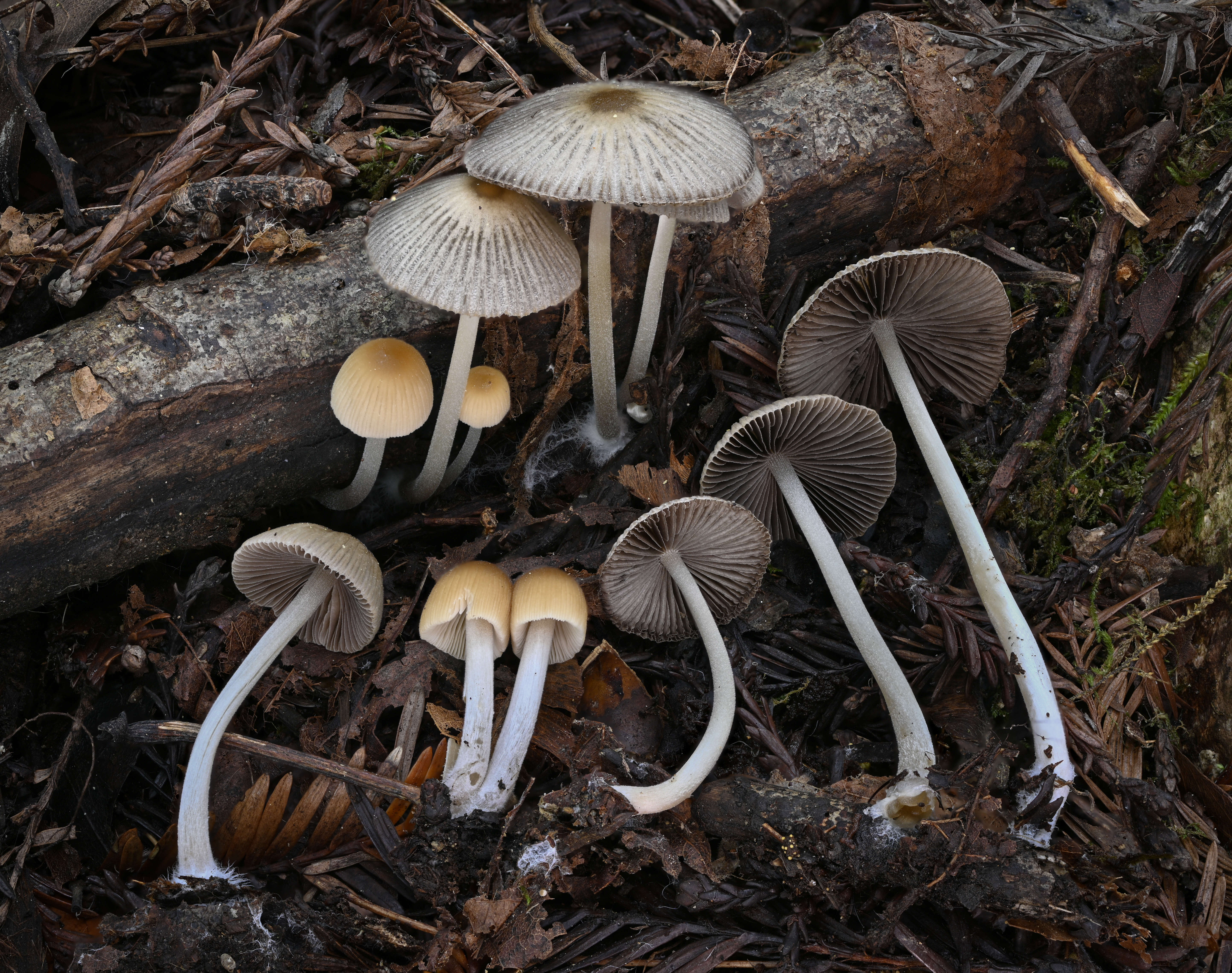 Coprinellus impatiens (Fr.) J. E. Lange 1938 resmi