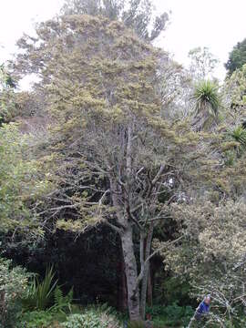 Image of Nothofagus cliffortioides (Hook. fil.) Oerst.