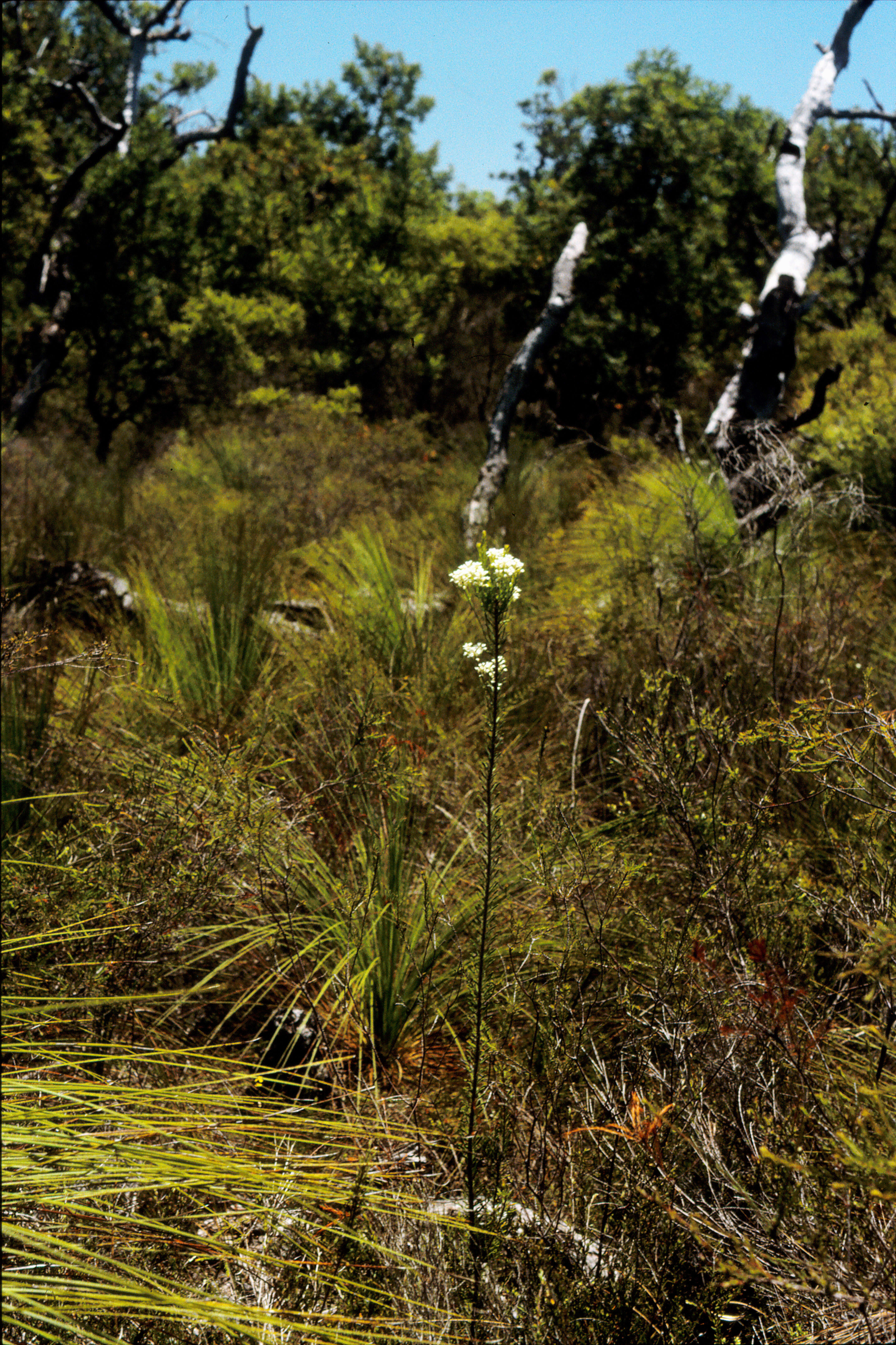 Image of Conospermum taxifolium C. F. Gaertner