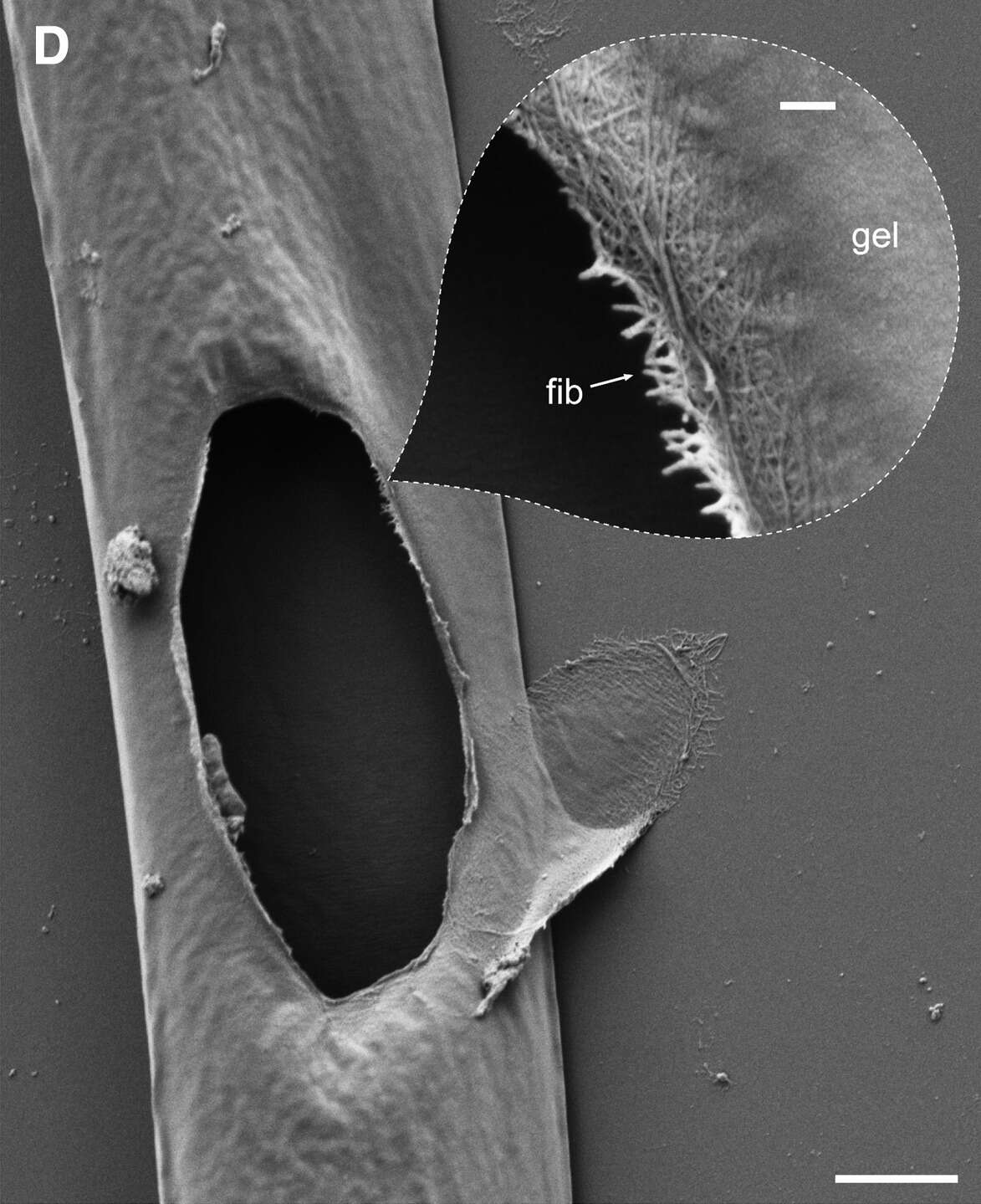 Image of cercozoans