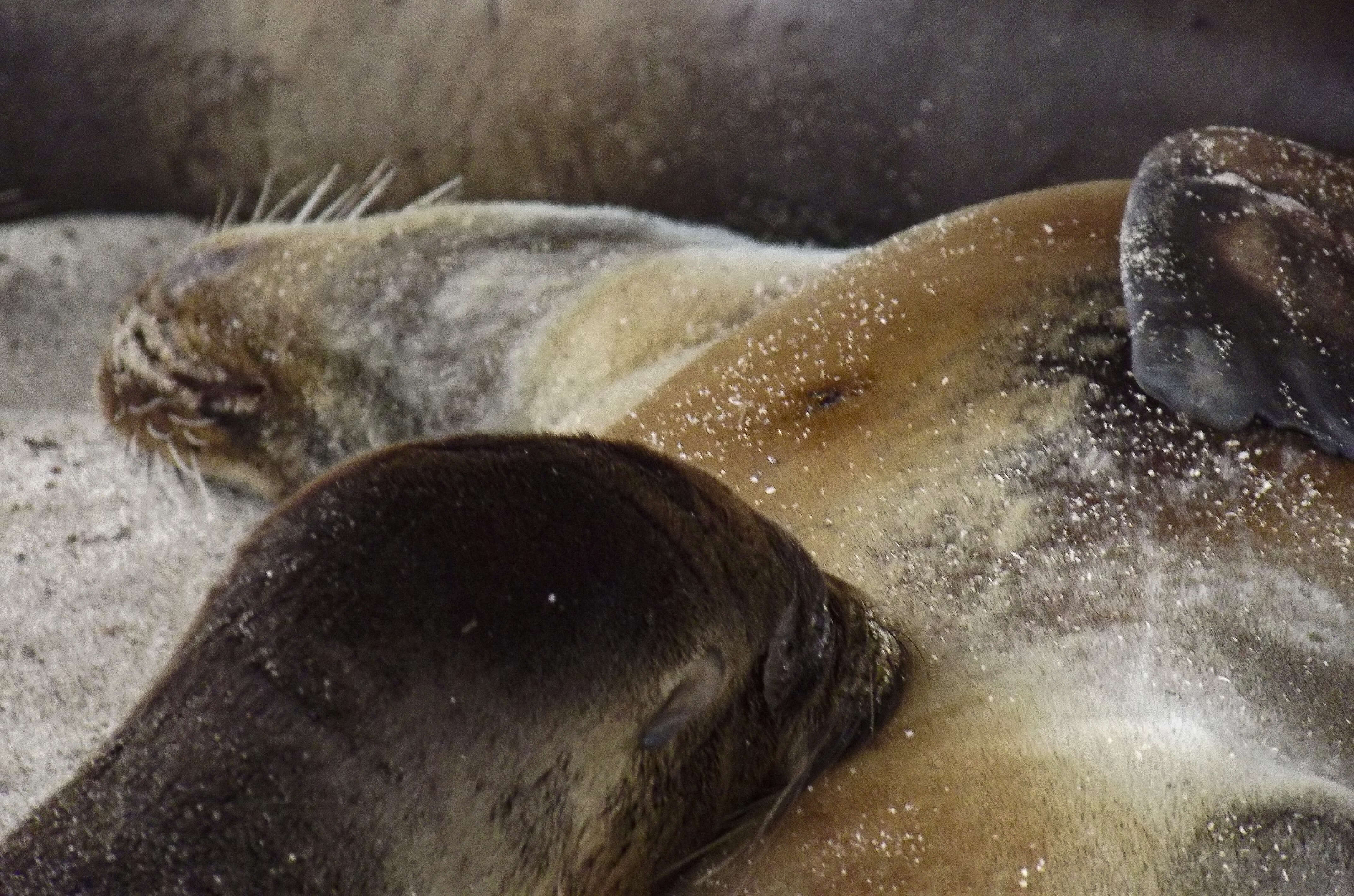 Image of Galapagos Fur Seal