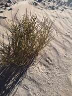 Image of Ephedra multiflora Phil. ex Stapf