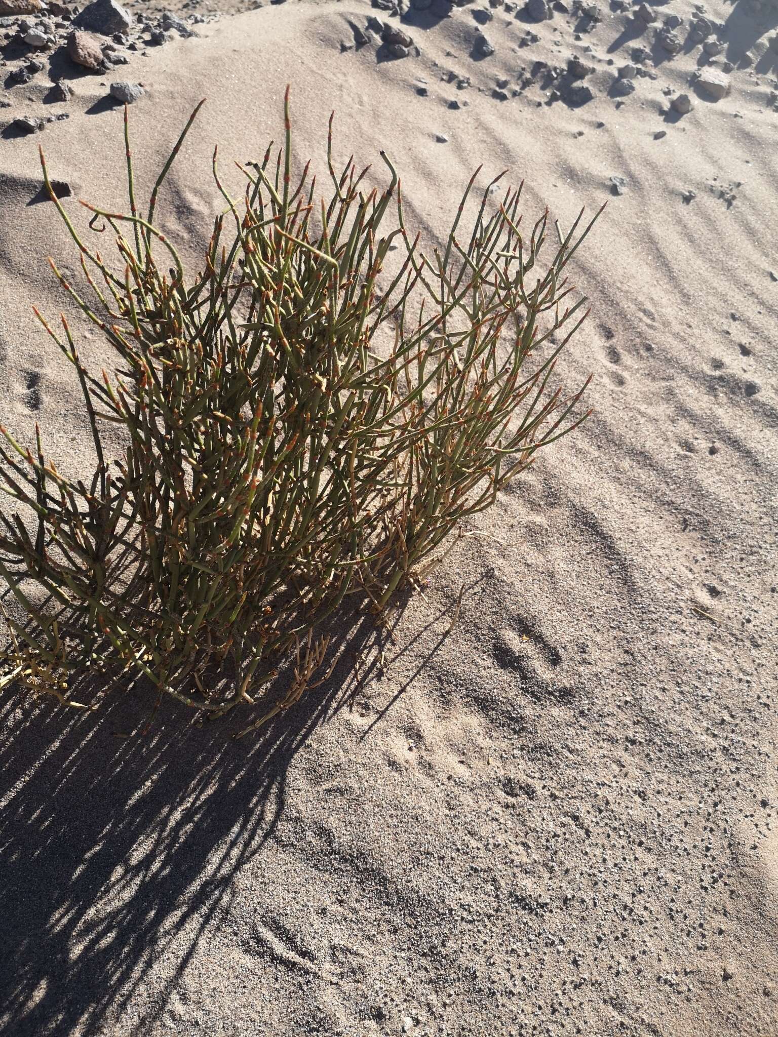 Image of Ephedra multiflora Phil. ex Stapf