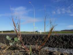 Imagem de Panicum dichotomiflorum Michx.