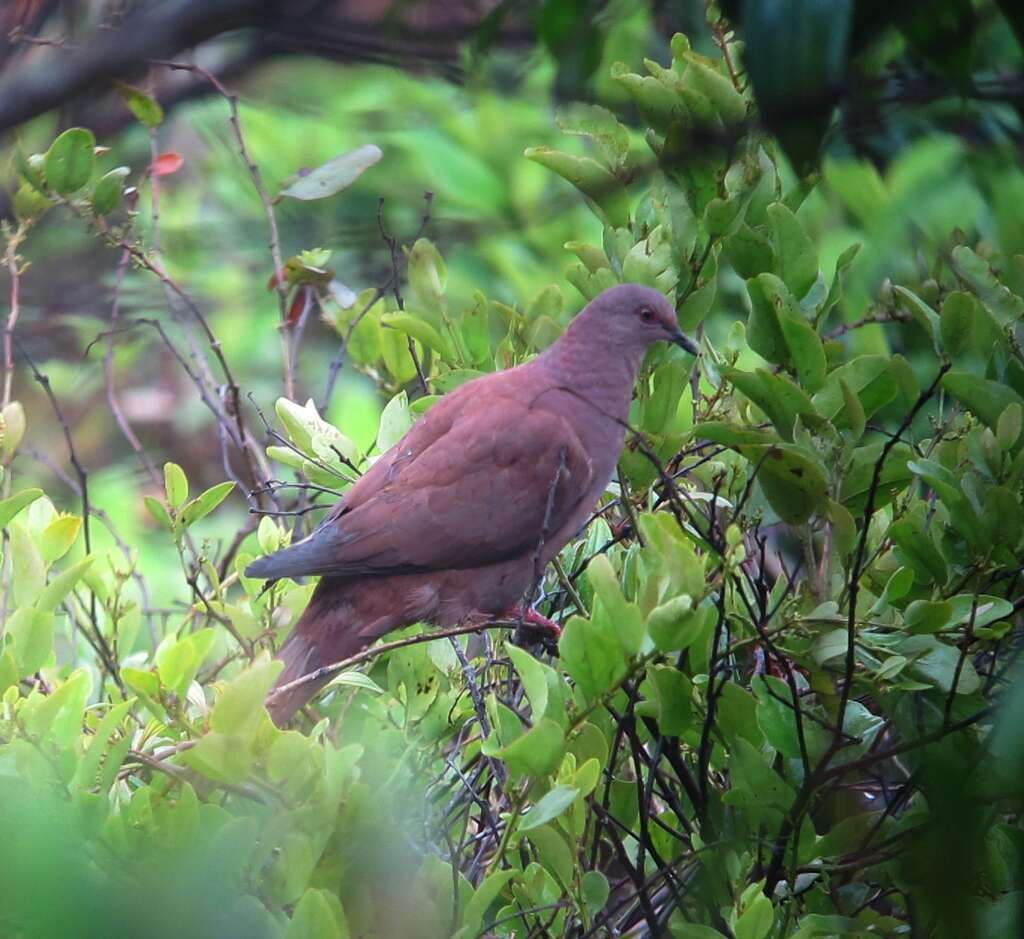 Image of Ruddy Pigeon