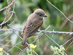 Image of White-winged Becard