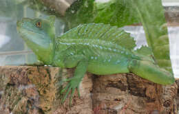 Image of Green Basilisk