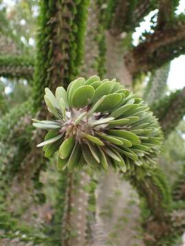 Image of Madagascan ocotillo