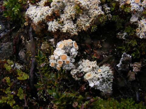 Image of Arctic saucer lichen