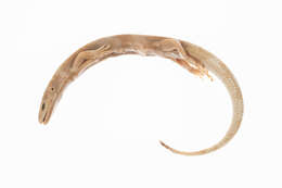 Image of Oligosoma gracilicorpus