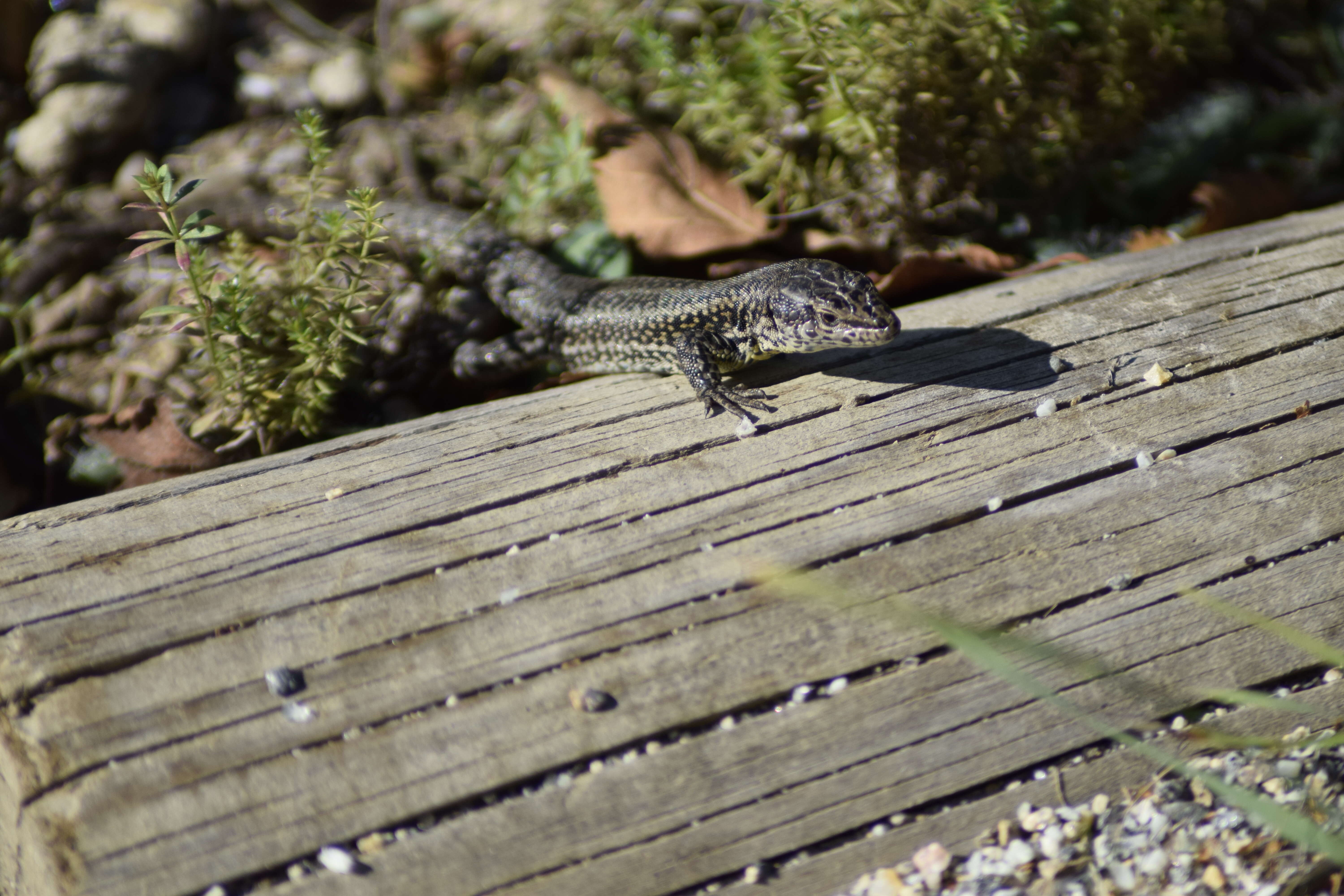 صورة Psammodromus occidentalis Fitze, Gonzalez-jimena, San-jose, San Mauro & Zardoya 2012