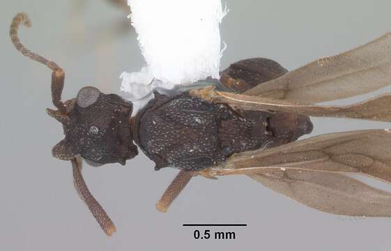 Image of Ant