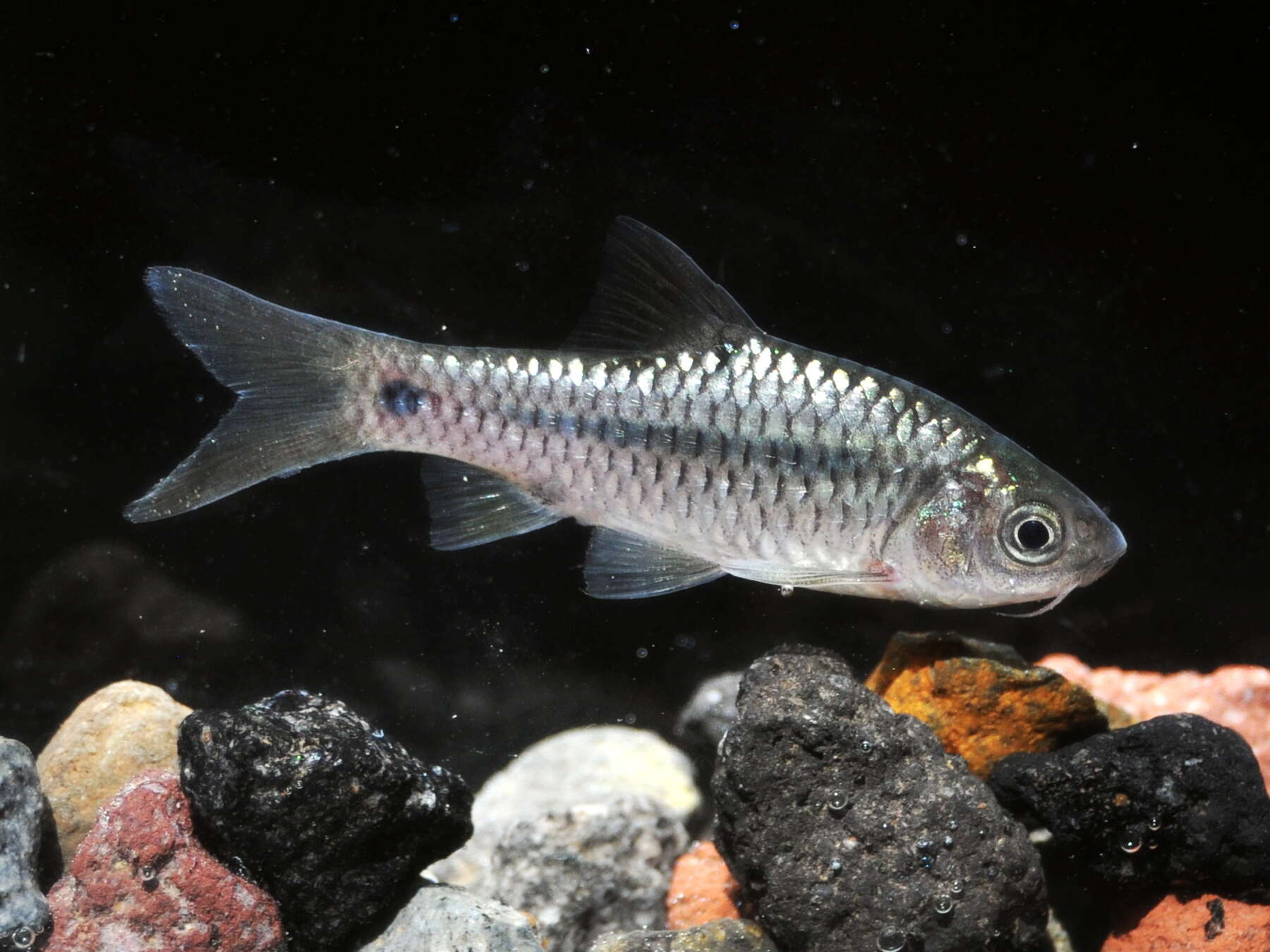 Image of Spotted barb