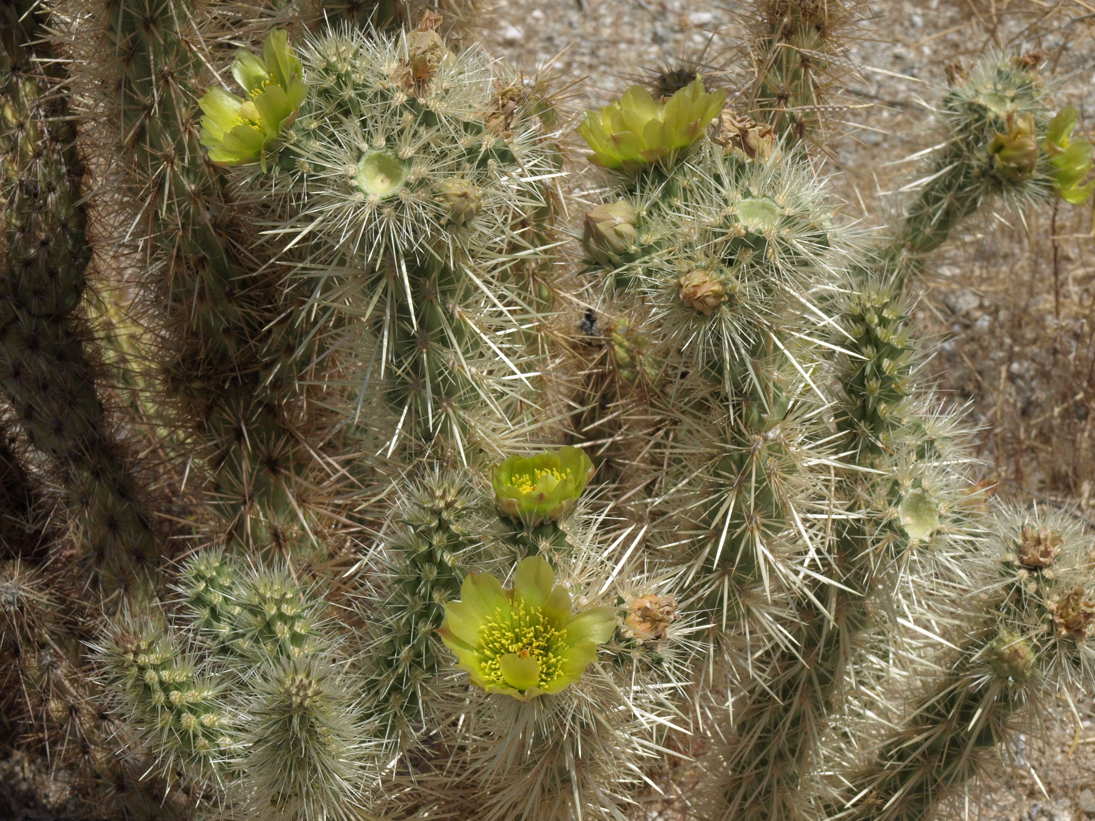 Image de Cylindropuntia ganderi (C. B. Wolf) Rebman & Pinkava