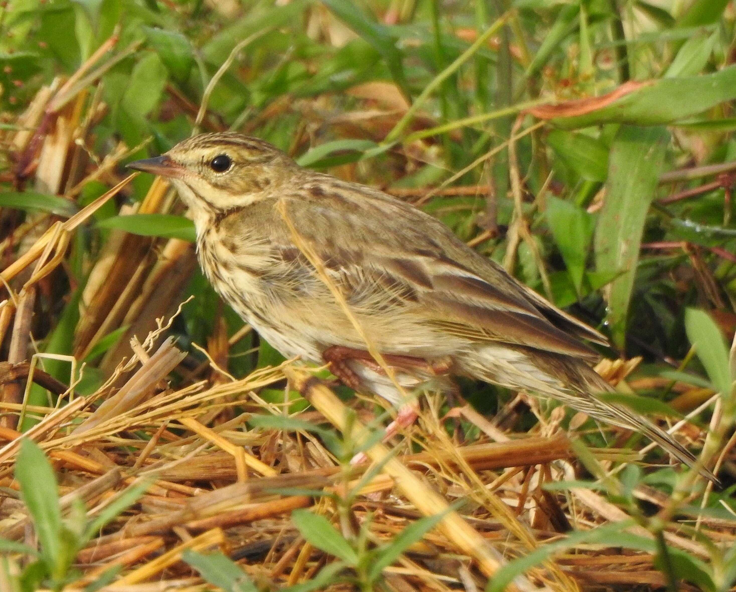 Image of Tree Pipit