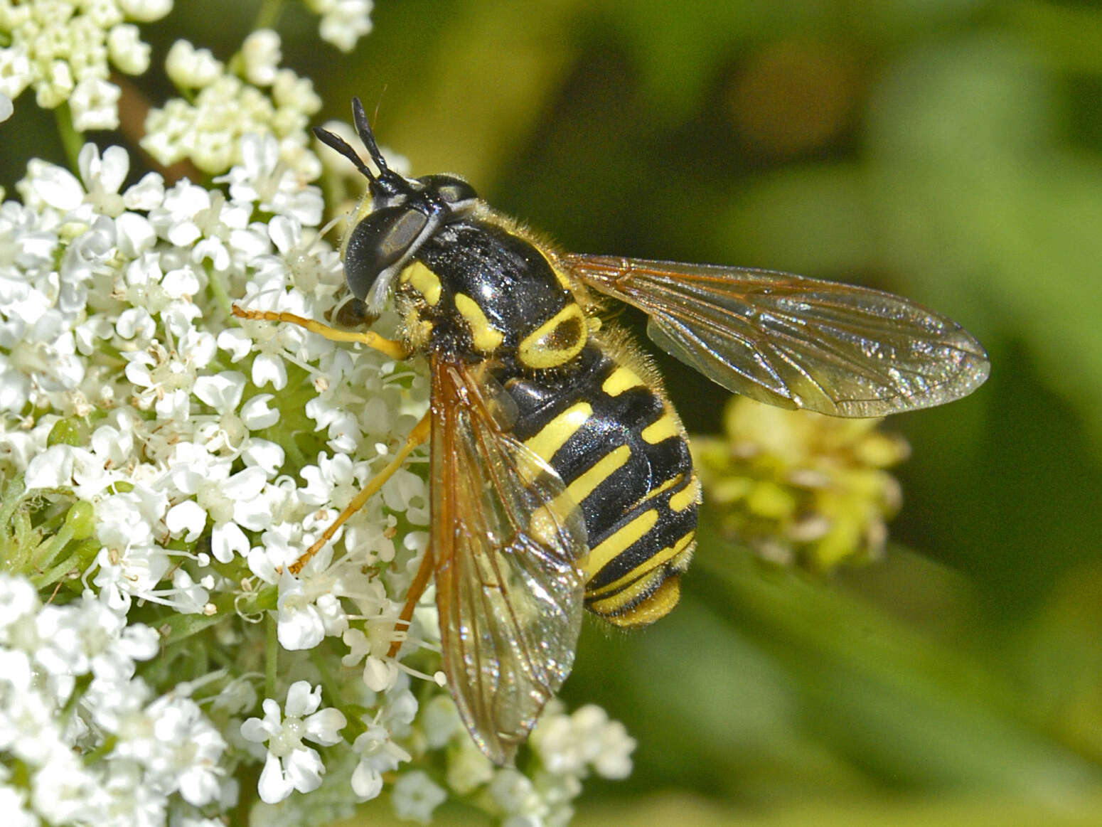 Image de Chrysotoxum verralli Collin 1940