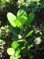 Image of Honokahua Melicope