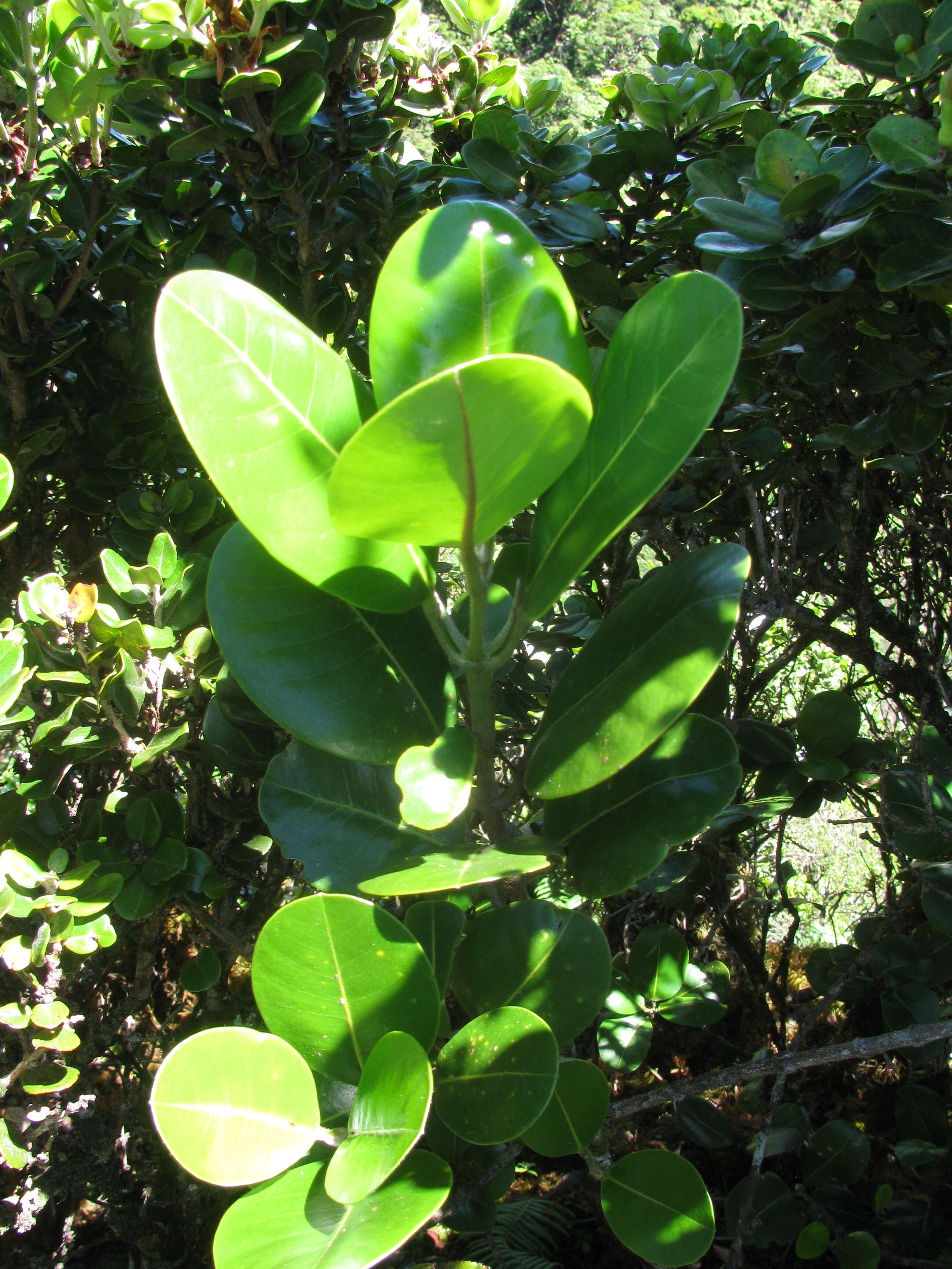 Image de Melicope orbicularis (Hillebr.) T. G. Hartley & B. C. Stone