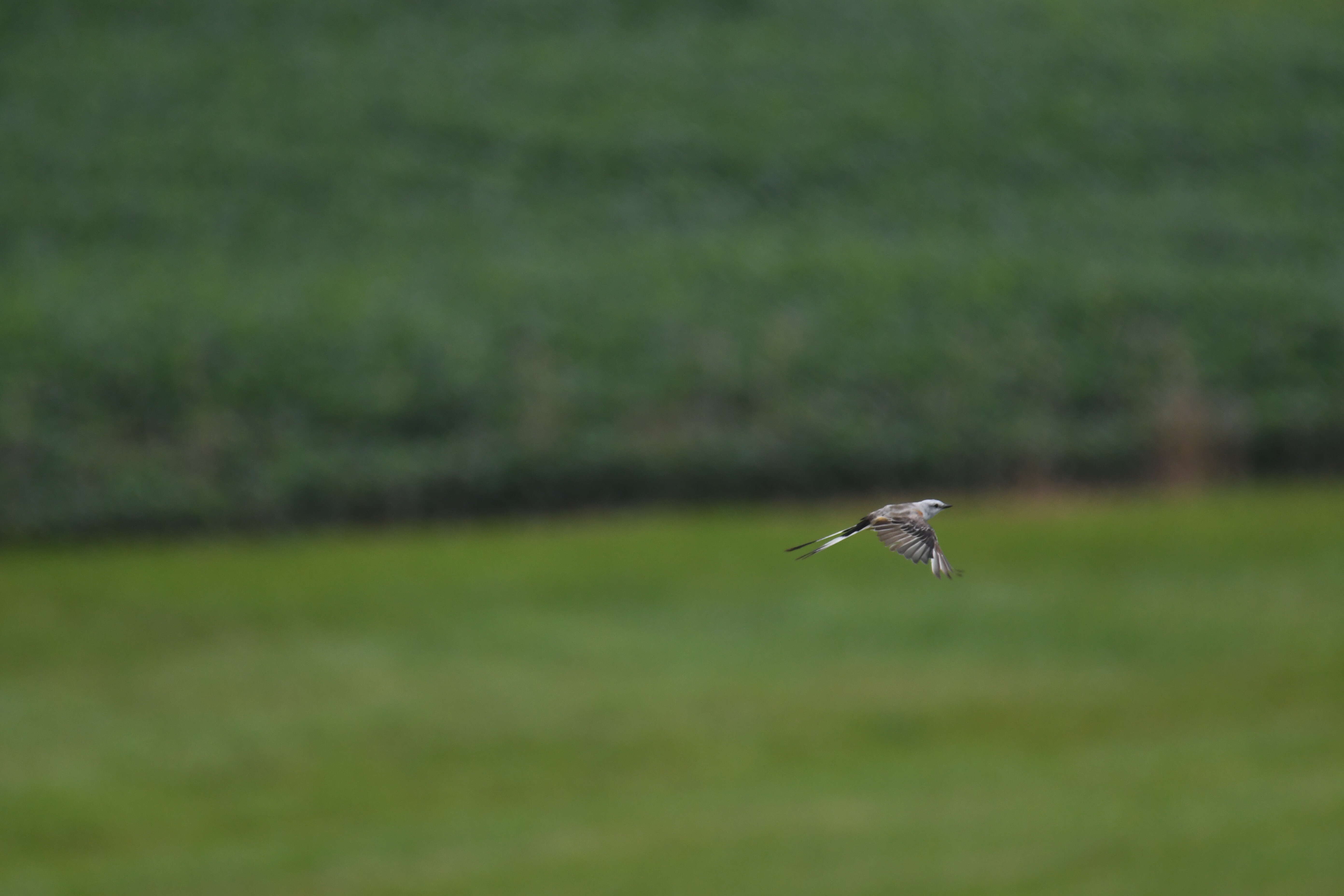 Image of Scissor-tailed Flycatcher