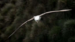 Image de Albatros de Carter