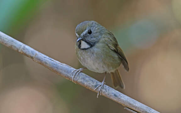 Image of White-gorgeted Flycatcher