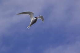 Image of Antarctic Tern