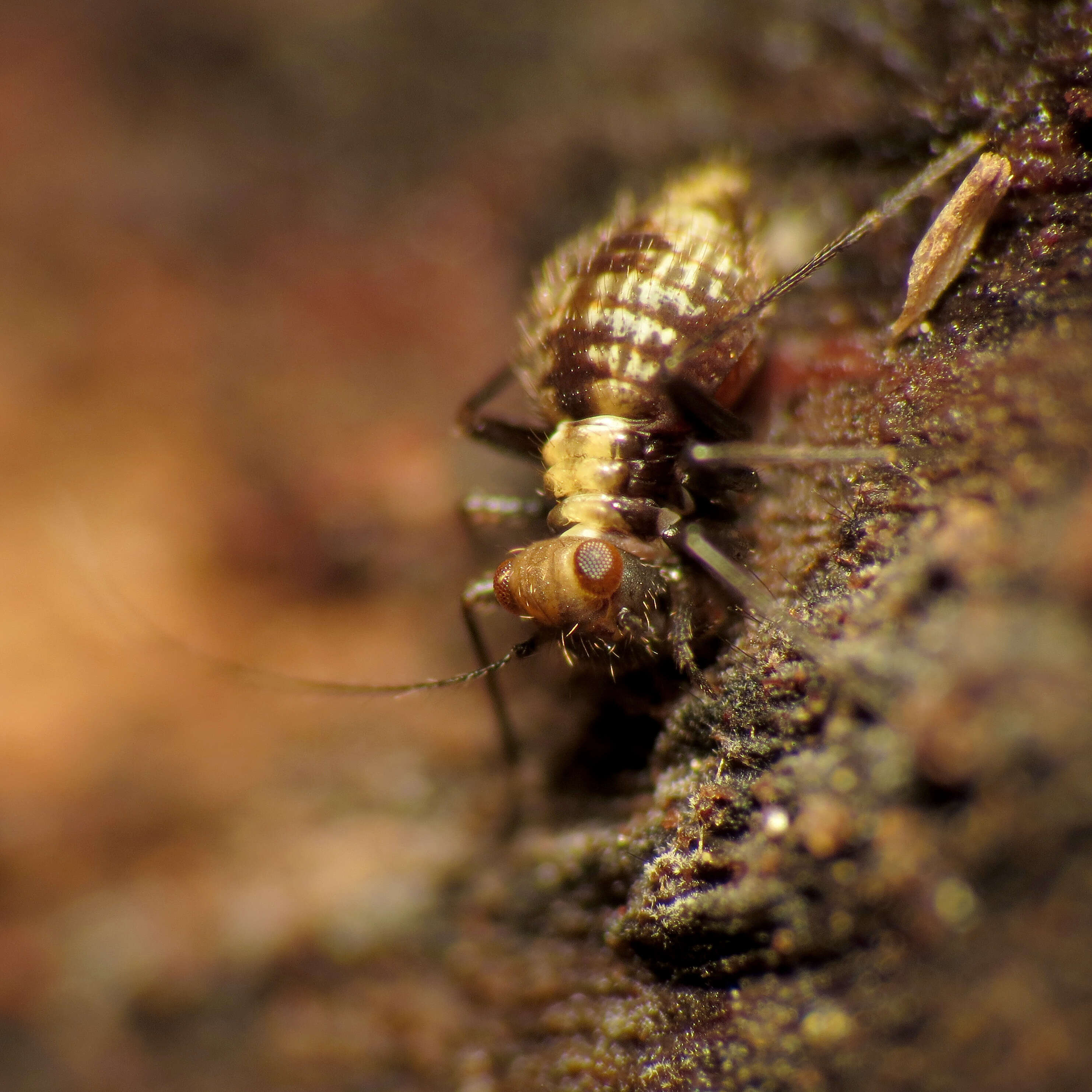 Image of bark lice, book lice and true lice