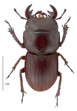 Image of Helms' stag beetle