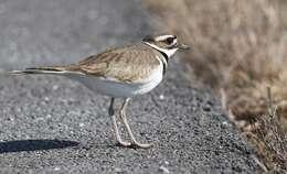 Image of Killdeer