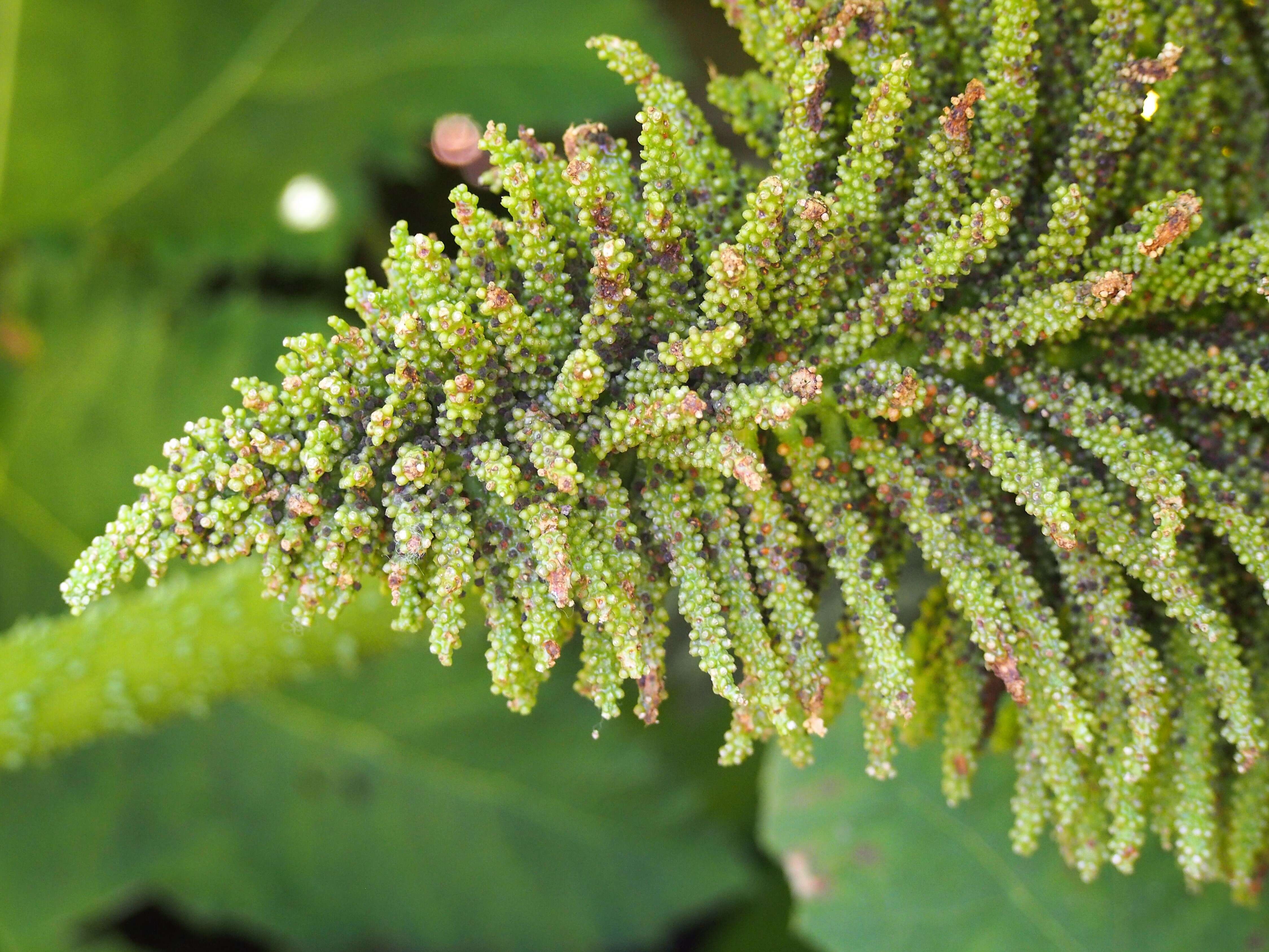 Image of giant rhubarb