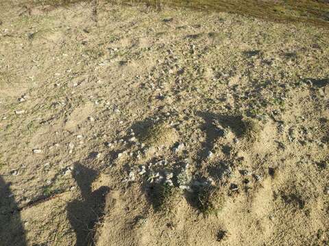 Image of Cow pie lichen