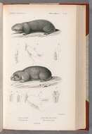 Image of Podolian Mole Rat