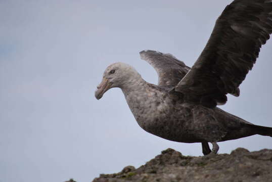 Image of Antarctic Giant-Petrel