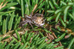 Image of Wolf spider