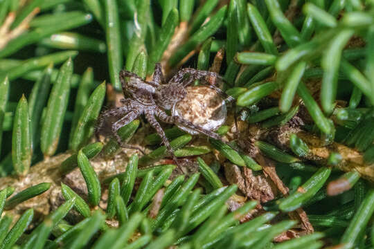 Image of Wolf spider