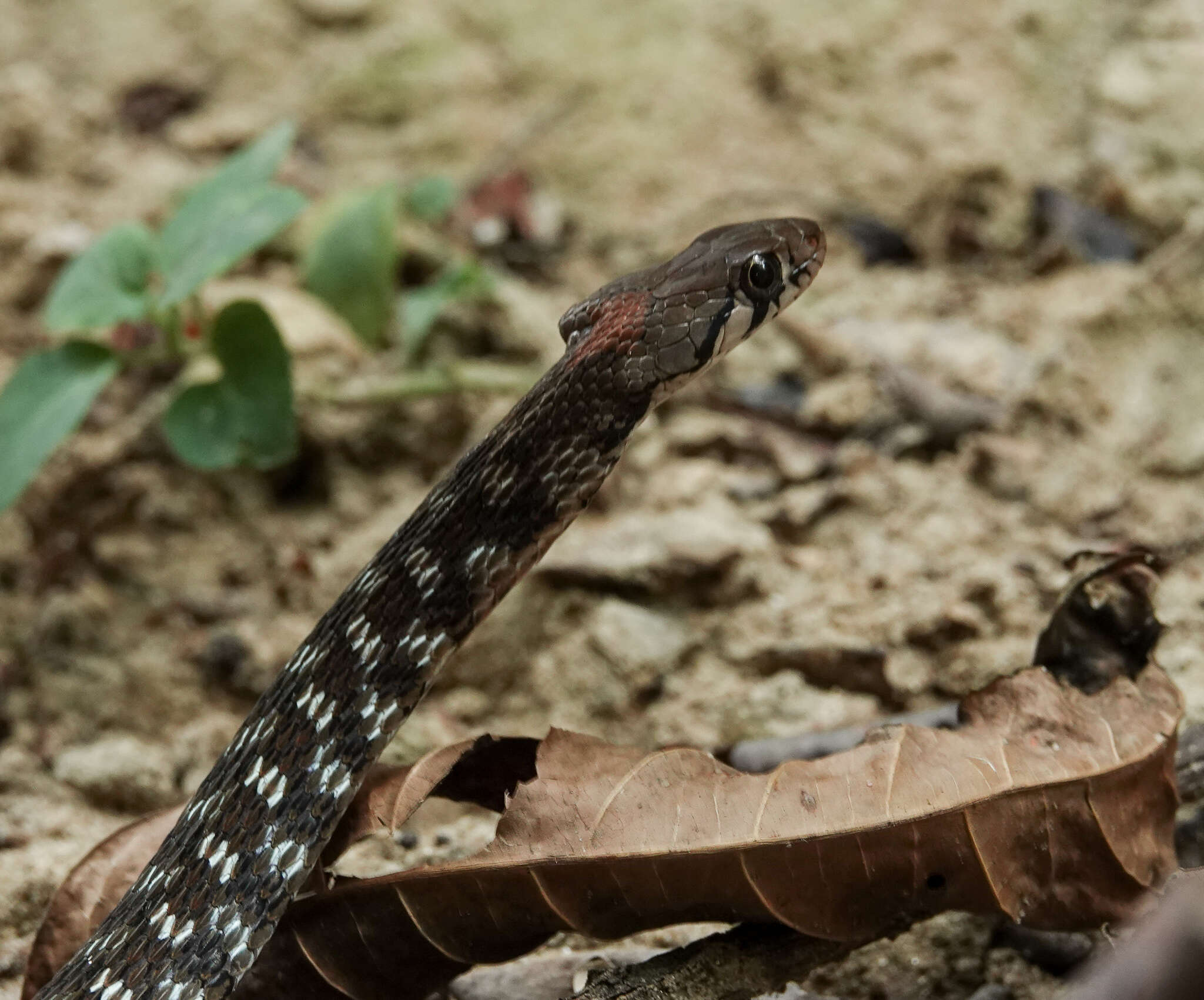 Image of Orange-collared Keelback