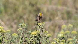 Image of Pangani Longclaw