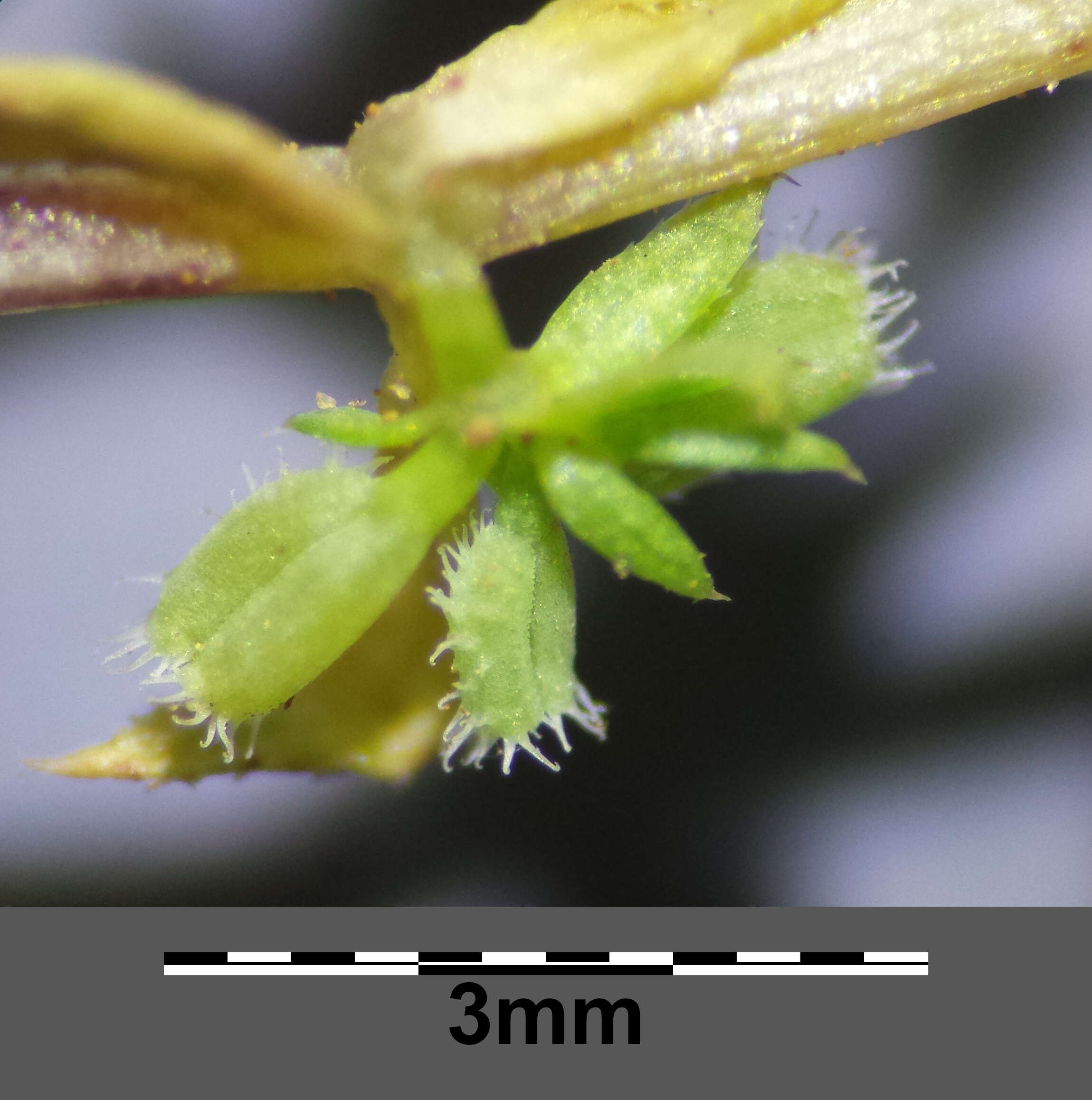 Image of yellow wall bedstraw