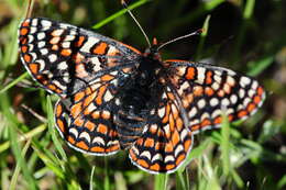 Image of Euphydryas editha bayensis