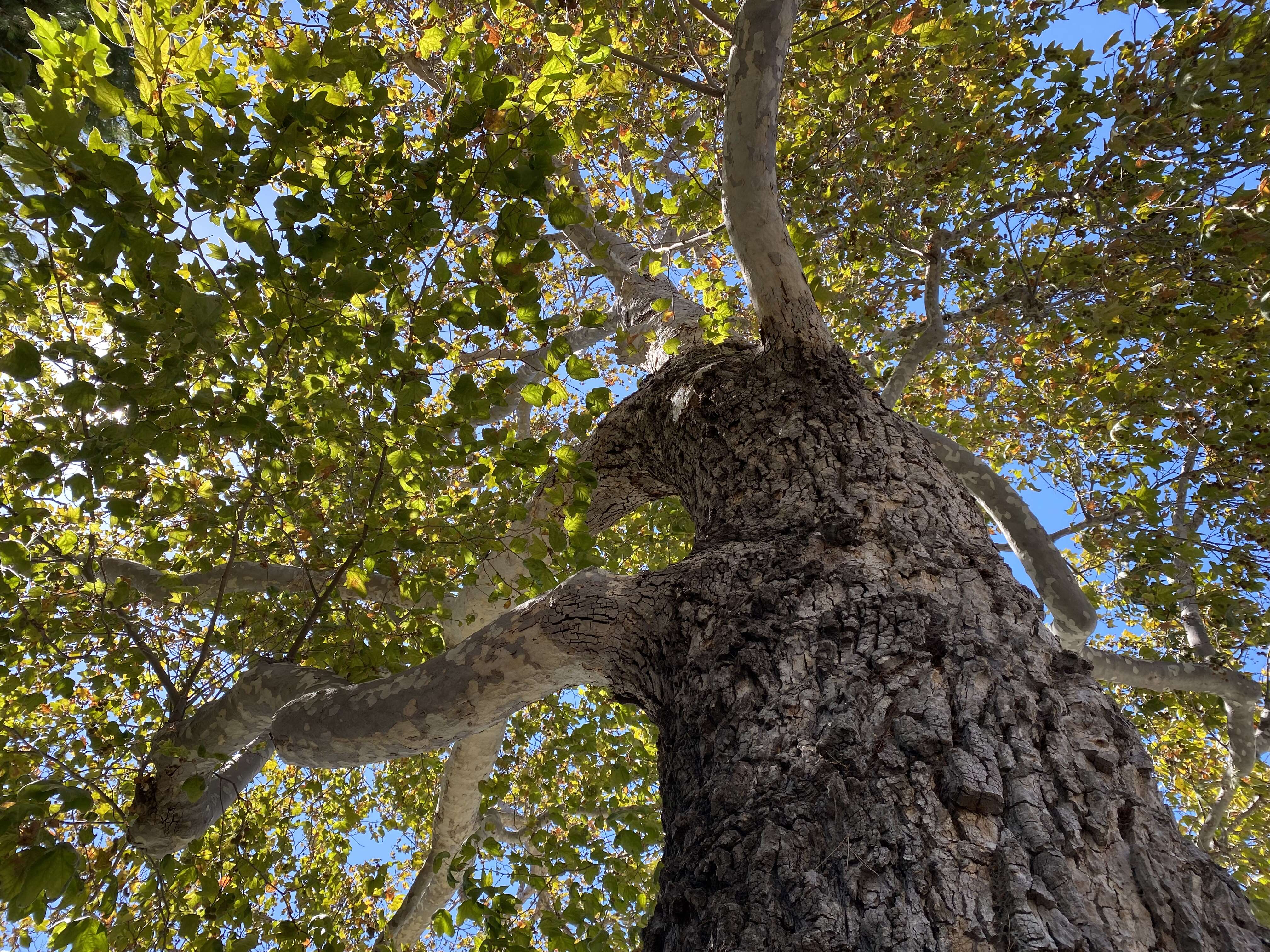 Platanus racemosa Nutt. ex Audubon的圖片