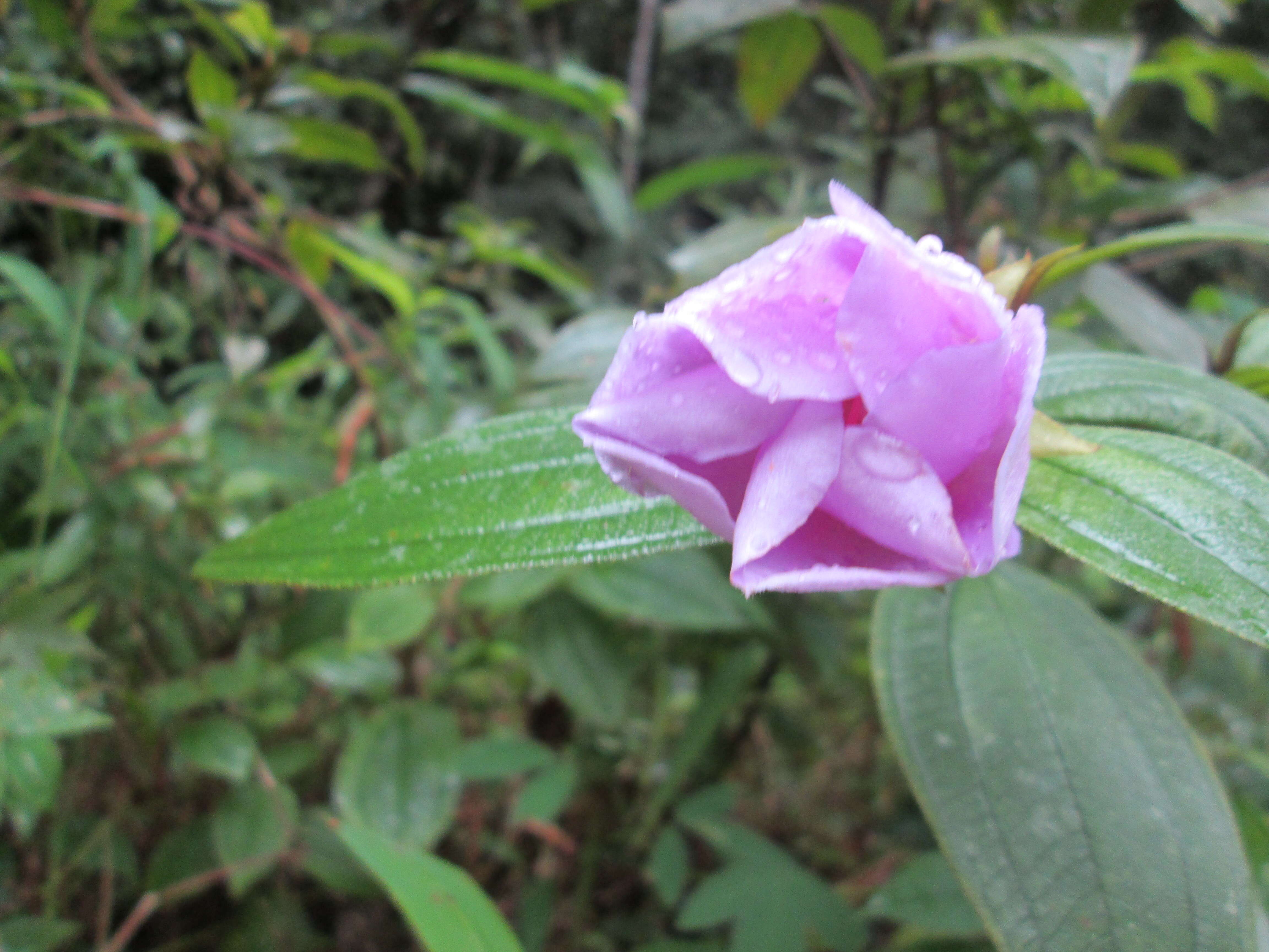 Osbeckia octandra (L.) DC.的圖片