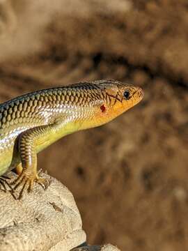 Image of Gilbert's Skink